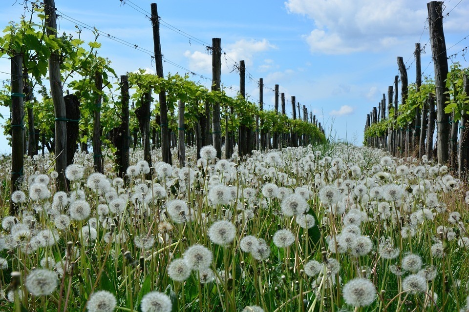 archiv___2018___cp-1-2-limbach___dandelion-2251822_960_720