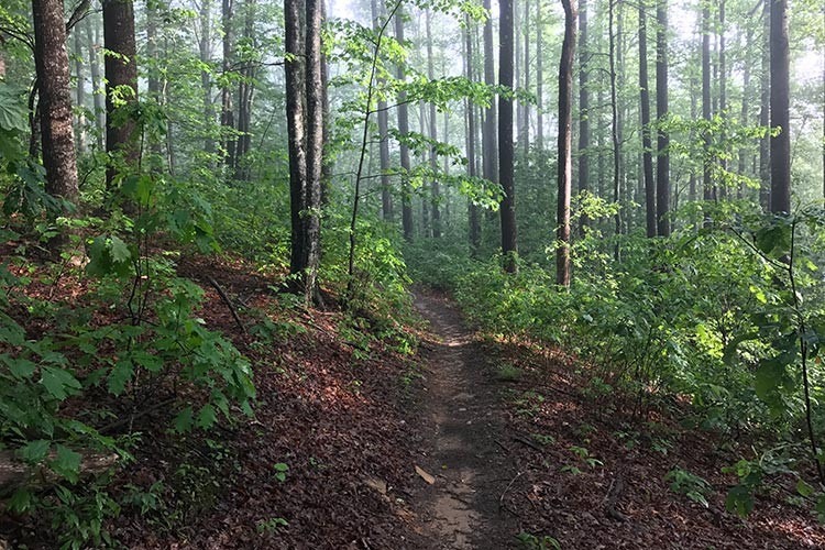 archiv___2019___singletrack-closures